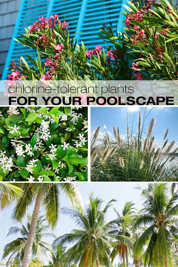 Chlorine Tolerant Plants for Your Backyard Poolscape